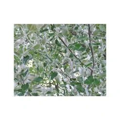 Populus alba | White Poplar Tree | Bare Root | 110-140cm