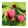 20-30cm Paris' Raspberry Bush | 5 Bare Root Canes -Bare Root Sales Shop TR1348 main image 157c