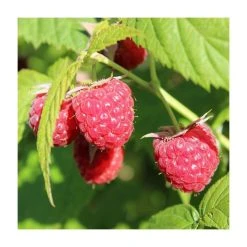 20-30cm Paris' Raspberry Bush | 5 Bare Root Canes