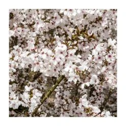 Prunus 'The Bride' | Cherry Blossom Tree | Top-Worked Patio Mini-Standard | Bare Root