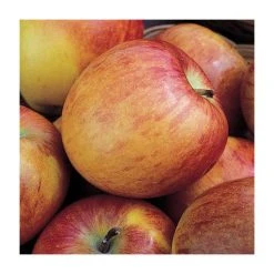 Multi Purpose Apple Tree Collection -Bare Root Sales Shop TRCOL02 add image 2 5d83