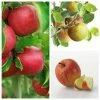 Multi Purpose Apple Tree Collection 1 Multi Purpose Apple Tree Collection -Bare Root Sales Shop TRCOL02 main image e843