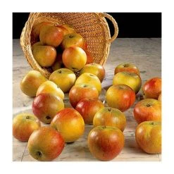 Historic Apple Tree Collection -Bare Root Sales Shop TRCOL03 add image 3 fd70