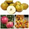 Historic Apple Tree Collection -Bare Root Sales Shop TRCOL03 main image dfd2