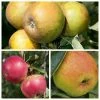 RHS Award Winning Apple Tree Collection -Bare Root Sales Shop TRCOL04 main image a1c6