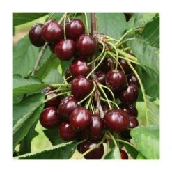 Mini Orchard Collection - 5ft Apricot, Cherry and Plum Trees 8 Mini Orchard Collection - 5ft Apricot, Cherry and Plum Trees -Bare Root Sales Shop TRCOL06 add image 2 a33b