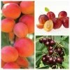 Mini Orchard Collection - 5ft Apricot, Cherry and Plum Trees -Bare Root Sales Shop TRCOL06 main image f10f