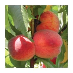 Mini Orchard Fruit Tree Collection - 5ft Apricot, Cherry and Peach Trees -Bare Root Sales Shop TRCOL07 add image 3 7718