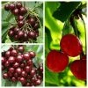 Sweet & Sour Cherry Tree Collection | 5ft Sunburst, Stella & Morello Cherry Trees | Colt Semi Vigorous Rootstock -Bare Root Sales Shop TRCOL08 main image 68b2