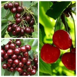 Sweet & Sour Cherry Tree Collection | 5ft Sunburst, Stella & Morello Cherry Trees | Colt Semi Vigorous Rootstock