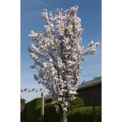 Prunus 'Amanogawa' | Cherry Blossom Tree -Bare Root Sales Shop gaar00399 f689