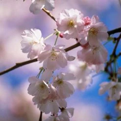 Prunus 'Amanogawa' | Cherry Blossom Tree -Bare Root Sales Shop sepa07527 ef8d