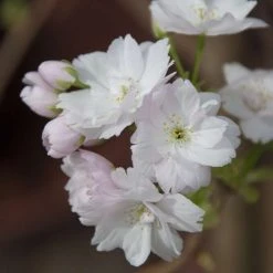 Prunus 'Amanogawa' | Cherry Blossom Tree -Bare Root Sales Shop vawi01282 1373