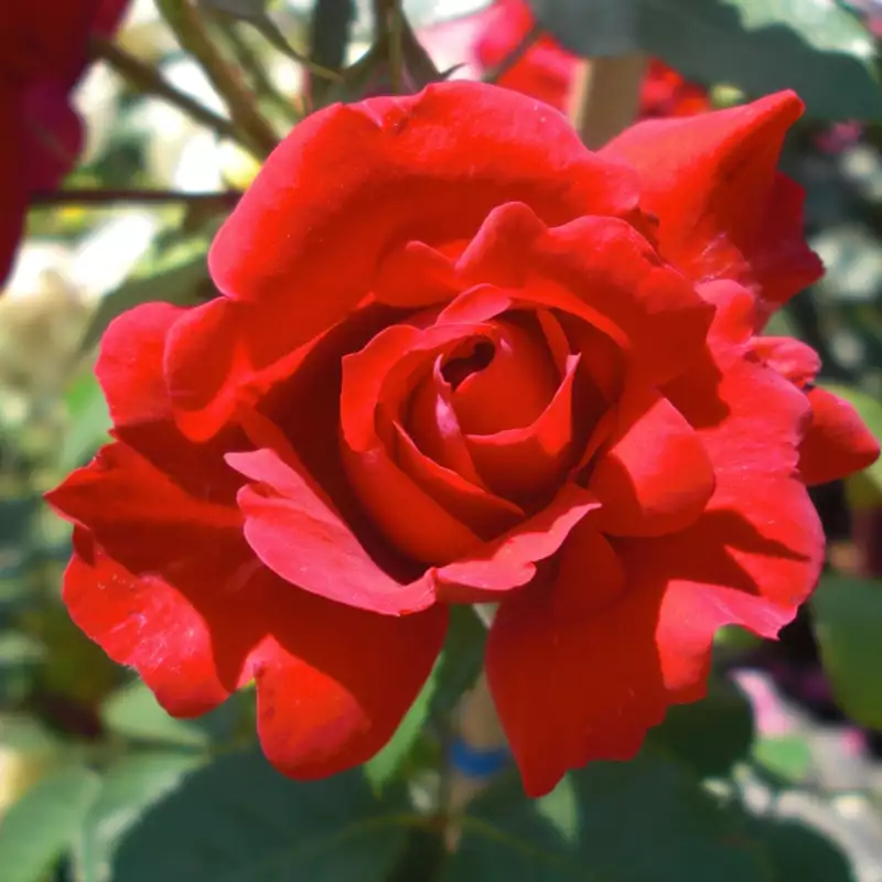 Bare Root Sales Shop -Bare Root Sales Shop englische kletterrose rose the princes trust